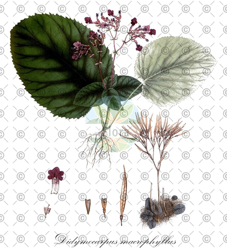 HistAbb_wfo-0000943147_1_ENZY_Simple | Historische Abbildung von Didymocarpus macrophyllus - Gesneriaceae | Historical Illustration of Didymocarpus macrophyllus - Gesneriaceae