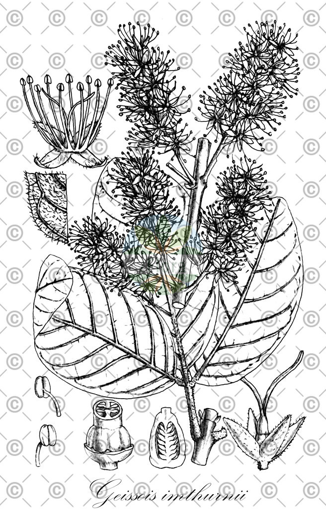 HistAbb_wfo-0000696002_1_ENZY_Simple | Historische Abbildung von Geissois imthurnii - Cunoniaceae | Historical Illustration of Geissois imthurnii - Cunoniaceae