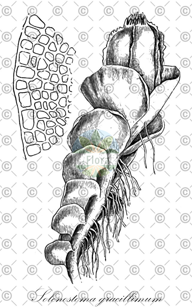 HistAbb_7JH9_1_ENZY_Simple | Historische Abbildung von Solenostoma gracillimum - Solenostomataceae | Historical Illustration of Solenostoma gracillimum - Solenostomataceae