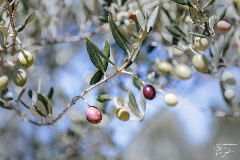 Thoronet, La Bastide | Herzlich willkommen auf meiner Seite! Ich bin Elke Wallnisch, Deine Fotografin für lichtstarke Momente. Der Name steht für alles, was mich mit der Fotografie verbindet: Das Licht und seine machtvolle Wirkung auf eine Situation oder unsere Stimmung - Realisiert mit Pictrs.com