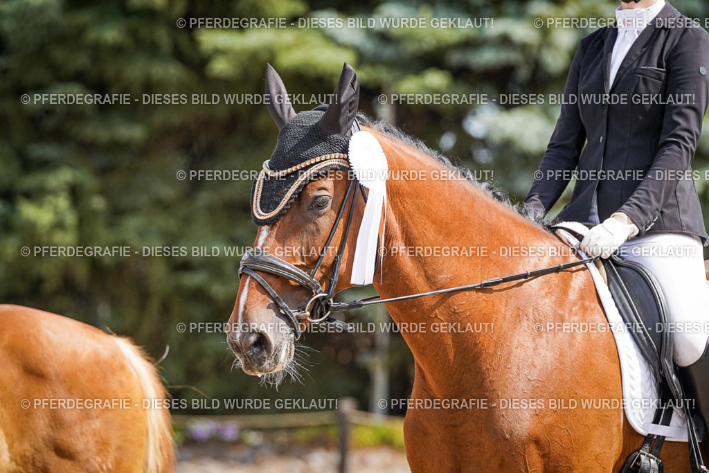 DSC02264 | Pferdegrafie