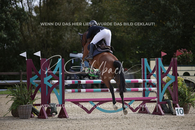 1J2A5889Henry Delfs_ Contaira_ Kn284_ Havekost | Foto- und Videografie für alles rund ums Pferd. Hochwertige Bilder und Videos vom Spring- und Dressurreiten, Voltigieren & mehr. Jetzt aktuelle Veranstaltungen und Preise im Shop ansehen. - Realisiert mit Pictrs.com