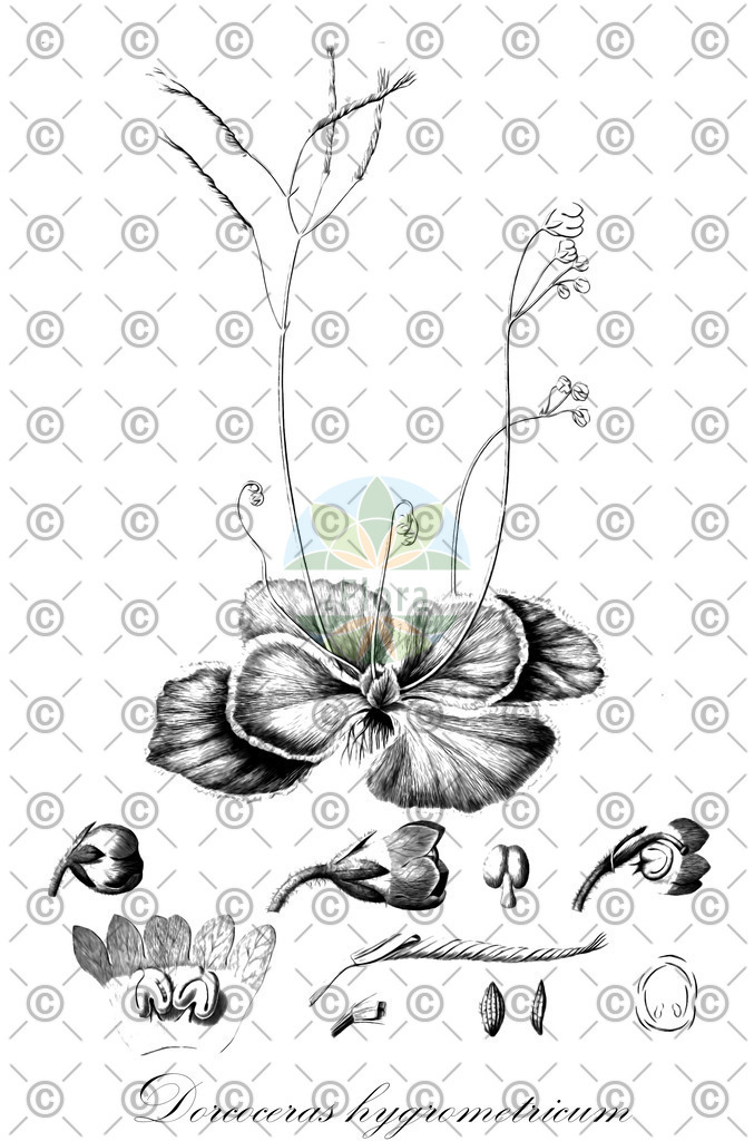 HistAbb_EMP_122486_SRC_Schlechtendal_FLORAD_SIMPLE | Historische Abbildung von Dorcoceras hygrometricum - Gesneriaceae | Historical Illustration of Dorcoceras hygrometricum - Gesneriaceae