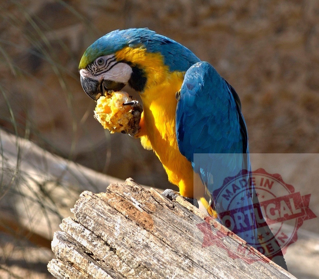 Blue and yellow macaw parrot eating fruit on wood | Blue and yellow macaw parrot sitting on a log, holding a piece of fruit with its claw, eating - Realisiert mit Pictrs.com