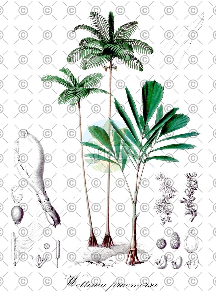HistAbb_wfo-0000751867_1_ENZY_Simple | Historische Abbildung von Wettinia praemorsa - Arecaceae | Historical Illustration of Wettinia praemorsa - Arecaceae
