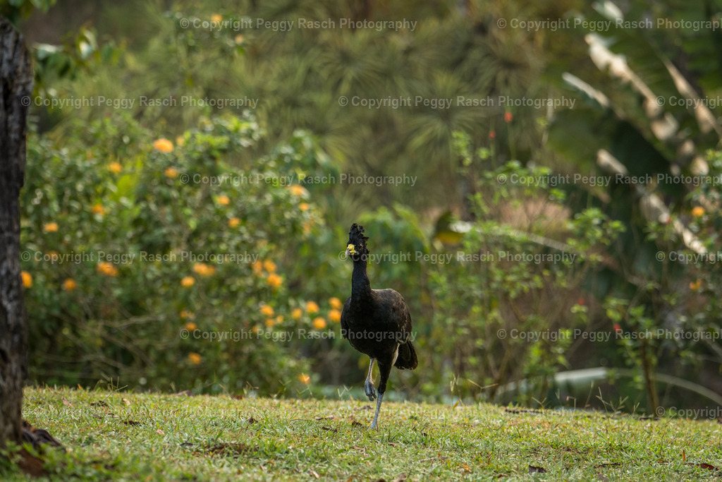 Curassow | PeggyRaschPhotography - Realisiert mit Pictrs.com