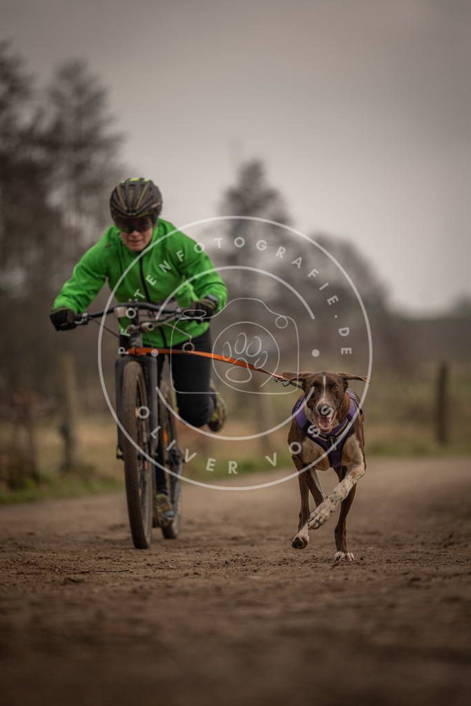 Pfotenfotografie_DV3A4053 | Hundefotografie, Tierfotograf, Pfotenfotografie, Fotoshooting Hund, Hunde Portrait, Hundesport, Hundeportraits, Heideshooting, Hunde, Sportfotograf, Hundefotograf, Turnierhundsport, THS,  - Realisiert mit Pictrs.com