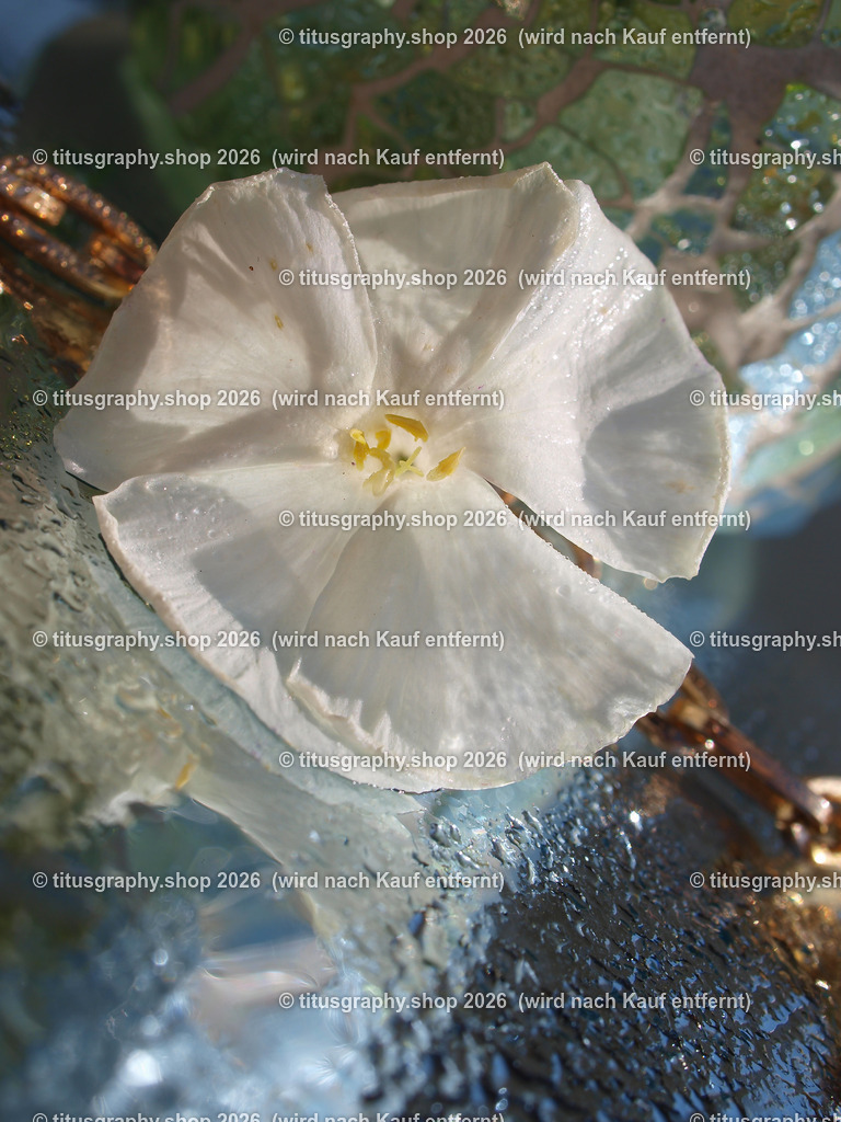 titusgraphy_P9040598-vz-ln | titusgraphy-shop: Geschenkideen mit Qualitätsfotos. titusgraphy-shop: gift ideas with quality photos. titusgraphy-shop: idées cadeaux avec photos de qualité.  - Realisiert mit Pictrs.com