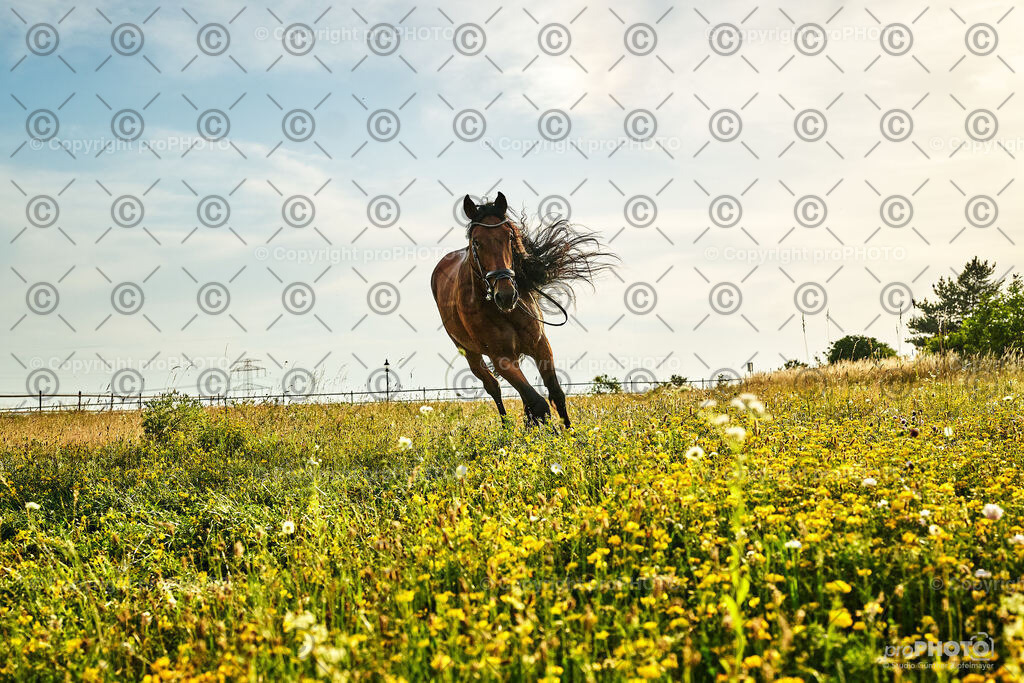 396_202406_Niki-Herodes_NZ9_0416 | proPHOTO - Realisiert mit Pictrs.com