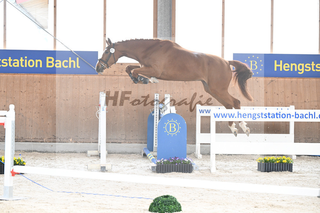 Kat-Nr. 57 Zauberwald v. Talent Charboniere_Bray_5250396 | hf-fotografie - Realisiert mit Pictrs.com