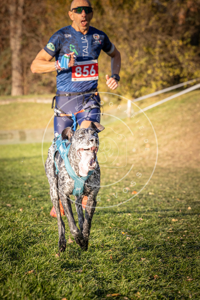 CaniXpix_0L8A0872 | Hundefotografie, Tierfotograf, Pfotenfotografie, Fotoshooting Hund, Hunde Portrait, Hundesport, Hundeportraits, Heideshooting, Hunde, Sportfotograf, Hundefotograf, Turnierhundsport, THS,  - Realisiert mit Pictrs.com