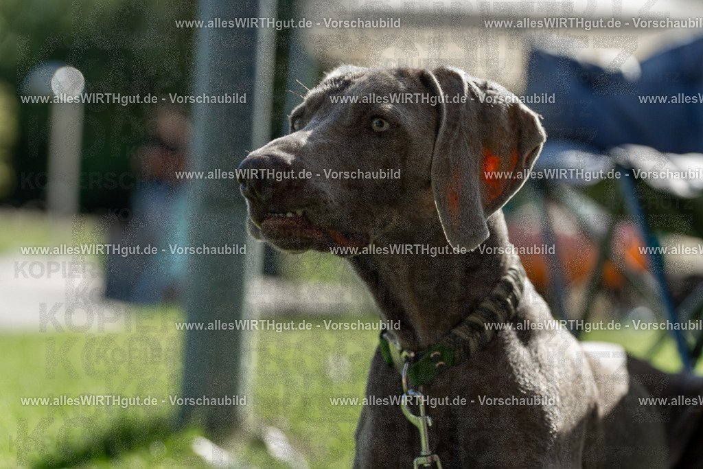 Hundeschwimmen_Volksbad_2026-allesWIRTHgut_Tierfotografie-2609061107-101708-7R509380 | Professionelle Tierfotografie in Mönchengladbach von Daniel Wirth (allesWIRTHgut). Liebevolle & natürliche Bilder von Hunden & Katzen für unvergessliche Erinnerungen.