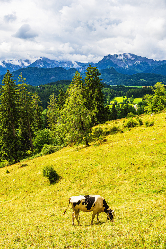 Kuh auf dem Isenberch mit den Alpen im Hintergrund | Kuh auf dem Isenberch mit den Alpen im Hintergrund.