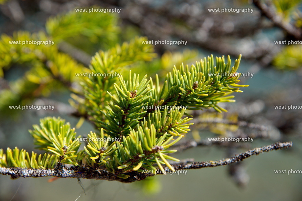 Green Needles - 2019 CAN | west photography - Realisiert mit Pictrs.com