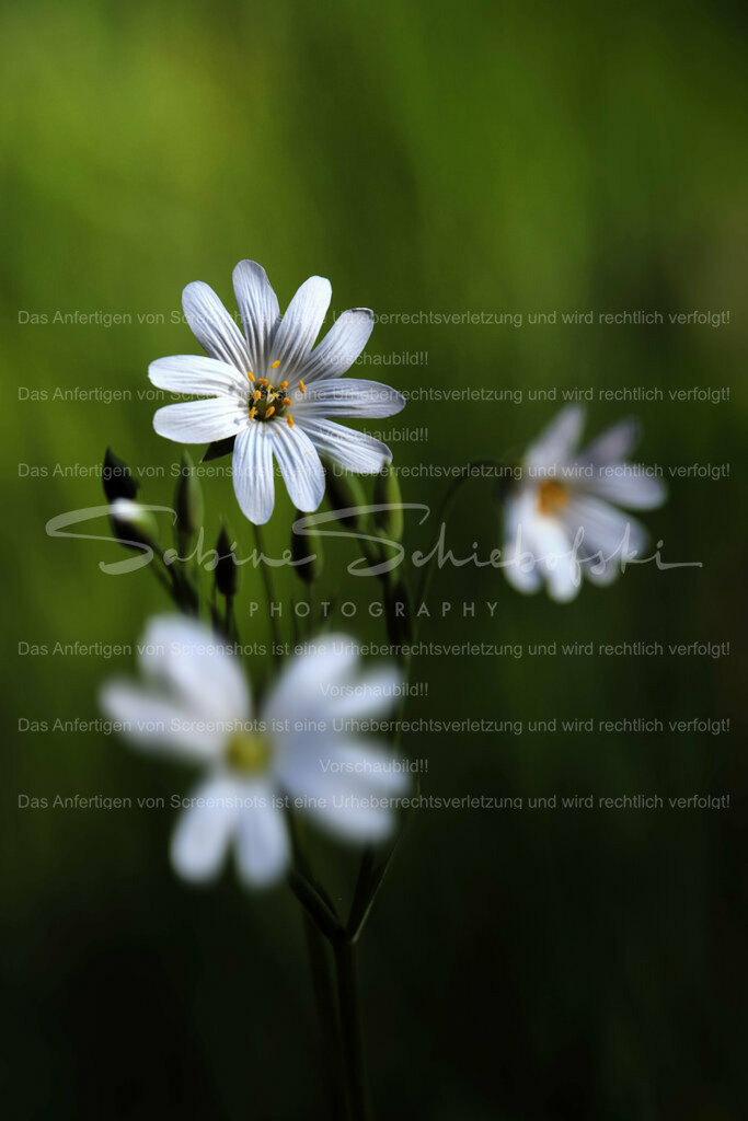 Wandbild Sternmiere #05 | Die Sternmieren sind das sichere Zeichen dafür das Frühling, in unseren Wäldern, Einzug gehalten hat.  - Realisiert mit Pictrs.com