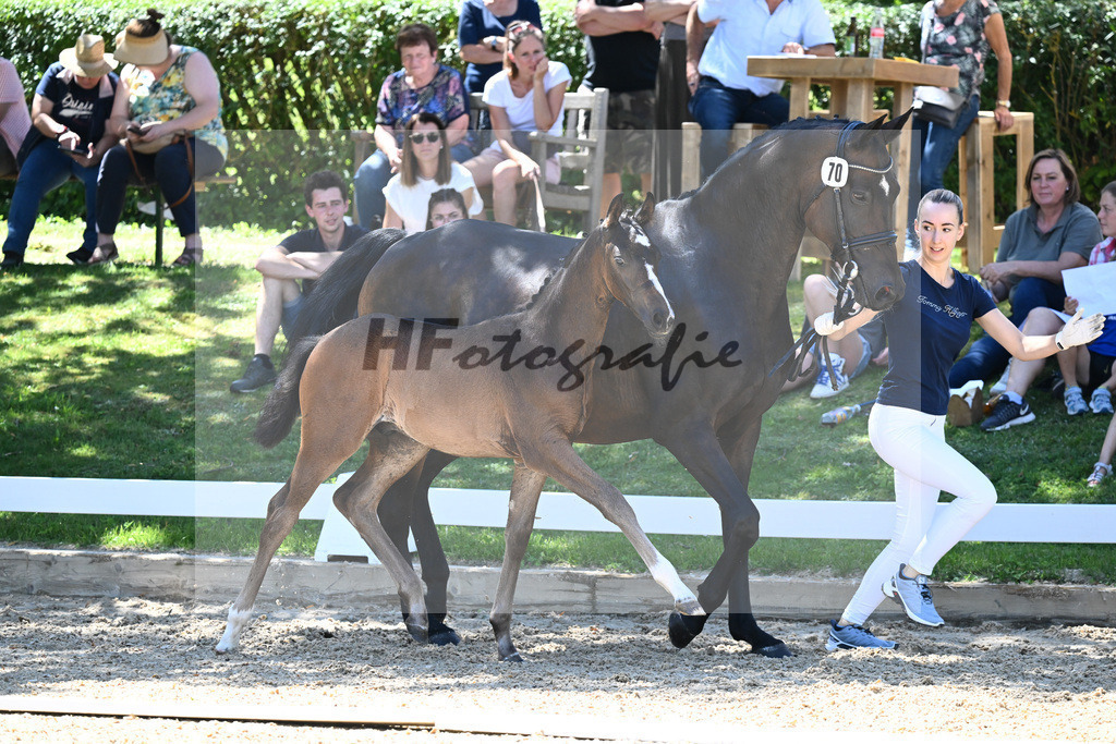 Kat-Nr. 70 HF Van Dijk x Royaldik_Hoffmann_27230742 | hf-fotografie - Realisiert mit Pictrs.com