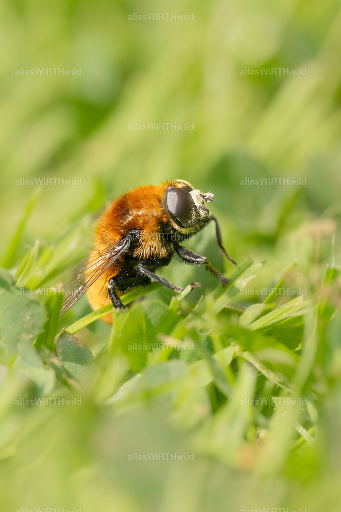 Lächeln | Entdecke die faszinierende Welt der Natur- und Wildlife-Fotografie von Daniel und Bärbel. Inspirierende Bilder von wilden Tieren und kleinen Naturwundern.