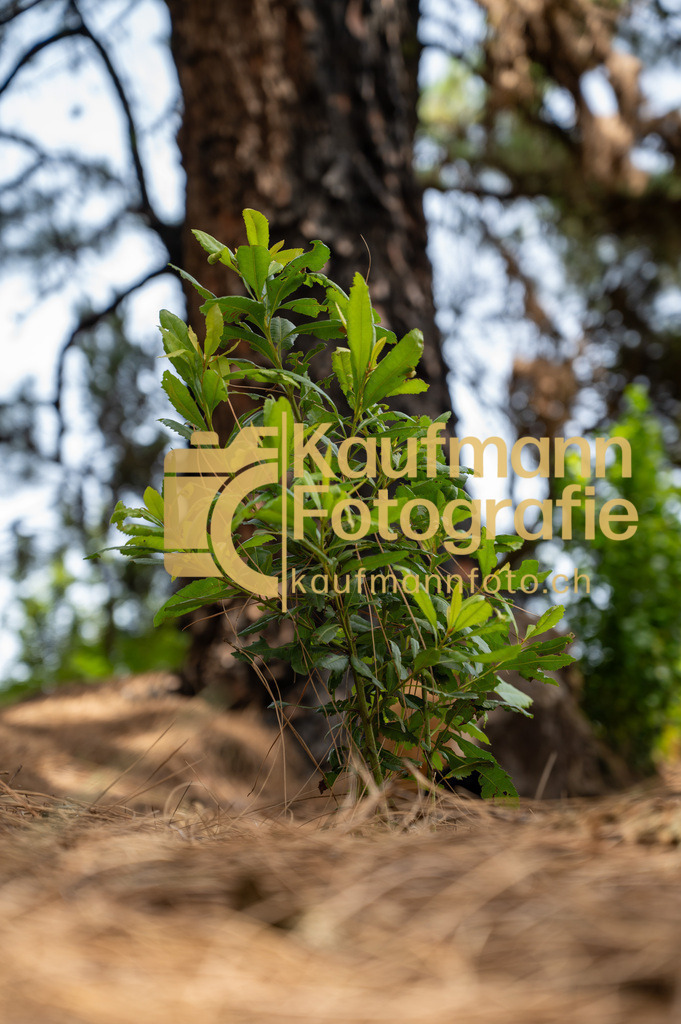 Teneriffe-8424 | kaufmannfoto - Realisiert mit Pictrs.com