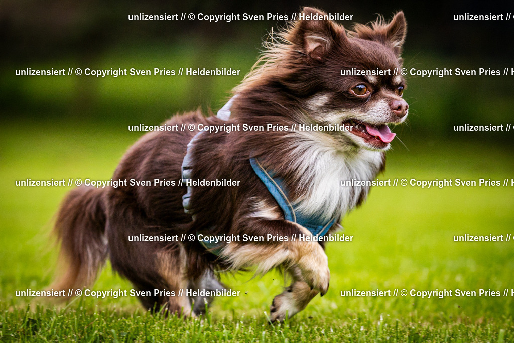 Sven Pries | 2024-09-22 - Hunderennen Baden-BadenPudelverein - Realisiert mit Pictrs.com