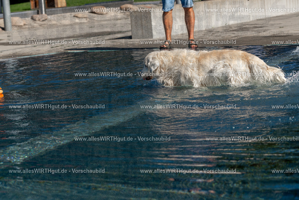 Hundeschwimmen_Volksbad_2026-allesWIRTHgut_Tierfotografie-2609061057-FAY06054 | Professionelle Tierfotografie in Mönchengladbach von Daniel Wirth (allesWIRTHgut). Liebevolle & natürliche Bilder von Hunden & Katzen für unvergessliche Erinnerungen.