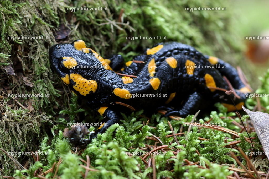 Feuersalamander-044 | Das Bilderarchiv über Tiere, Planzen und Landschaften. In der Bilddatenbank finden Sie ein große Auswahl an hochwertigen Bilder für Ihre Werbung - Realisiert mit Pictrs.com