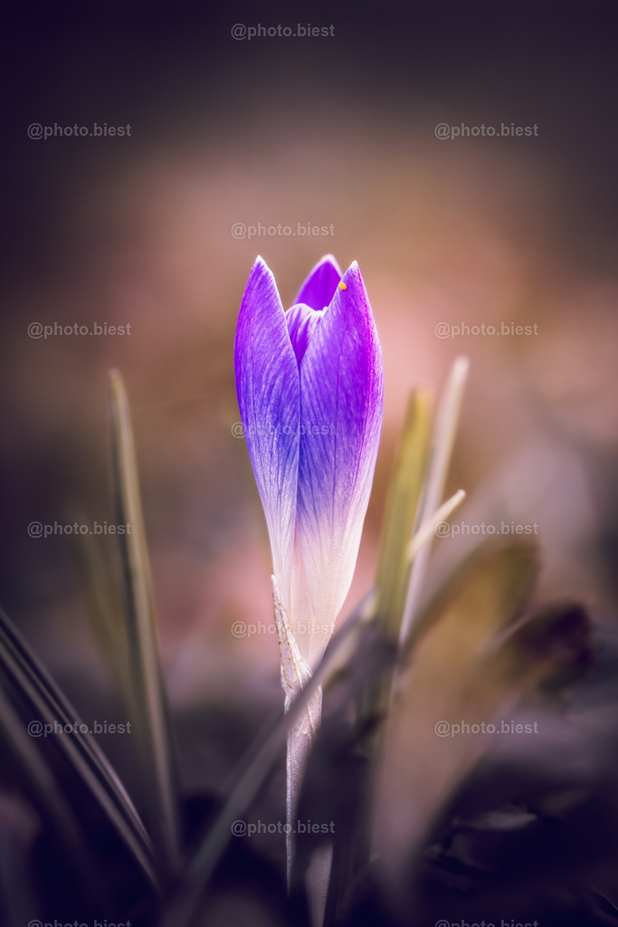 Krokustraum | Ein junger Krokus. - Realisiert mit Pictrs.com