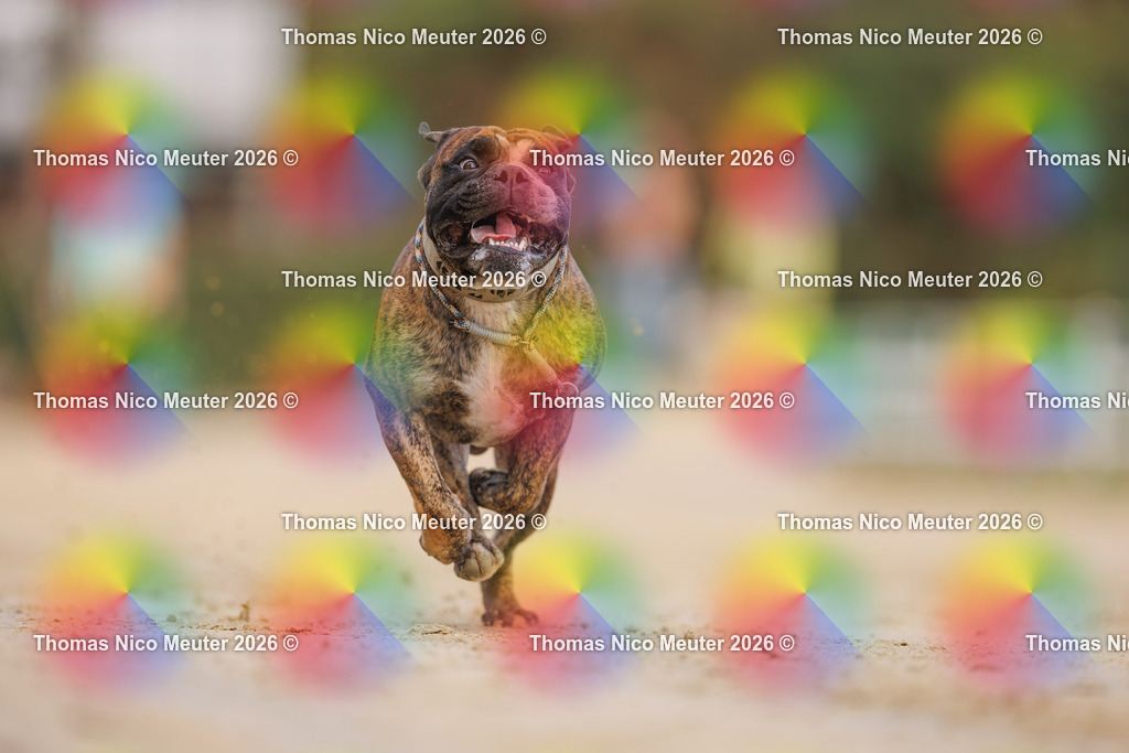 Thomas_Nico_Meuter(C)_03. Oktober 2026_223A5931 | Bild von Thomas Nico Meuter - Realisiert mit Pictrs.com