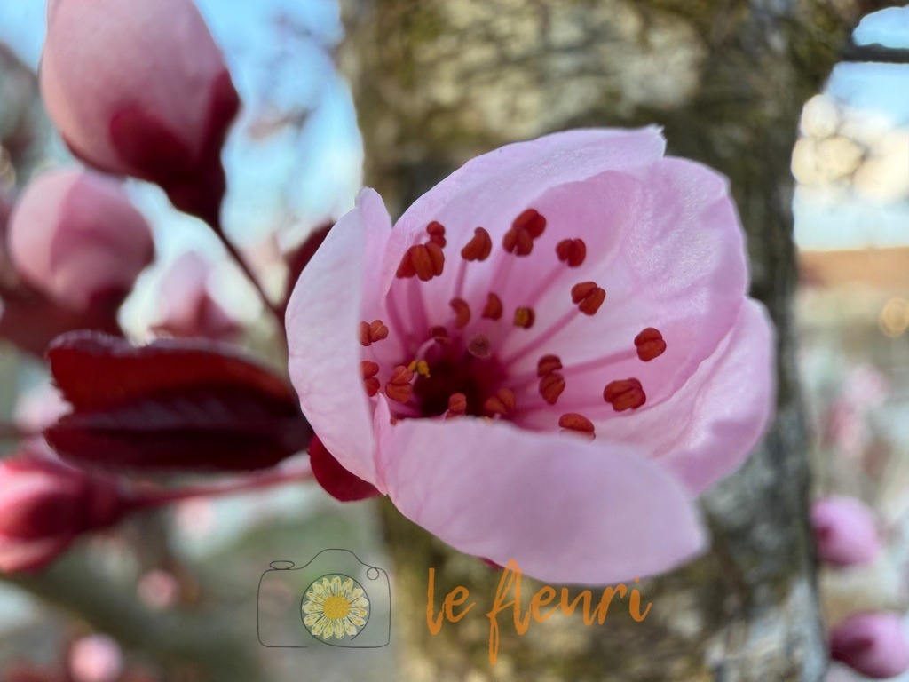 IMG_2704 | Dies ist der Shop von Florian Blum - le fleuri. Langenthal, Bern, Schweiz. Sie können hier meine oder ihre eigenen Fotos als Fotoprodukte kaufen. Tassen, Schlüsselanhänger, Taschen etc. können Sie hier gestalten.  - Realisiert mit Pictrs.com