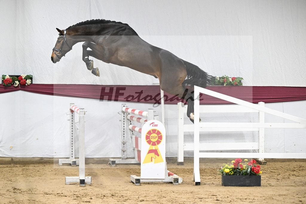 Kat-Nr. 94 Conthalou x Stalypso_Matthias Schlamminger GmbH_47253078 | hf-fotografie - Realisiert mit Pictrs.com