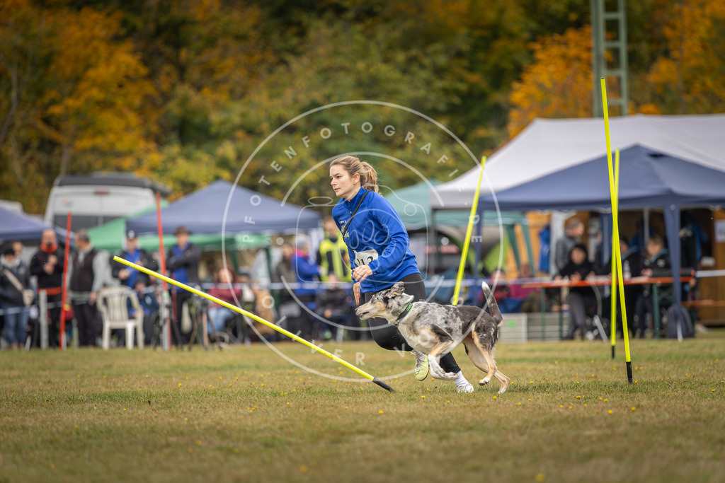 Pfotenfotografie_DV3A3397 | Hundefotografie, Tierfotograf, Pfotenfotografie, Fotoshooting Hund, Hunde Portrait, Hundesport, Hundeportraits, Heideshooting, Hunde, Sportfotograf, Hundefotograf, Turnierhundsport, THS,  - Realisiert mit Pictrs.com