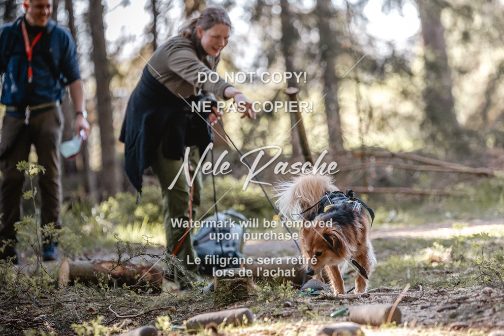 6Z1A0782 | nelerasche