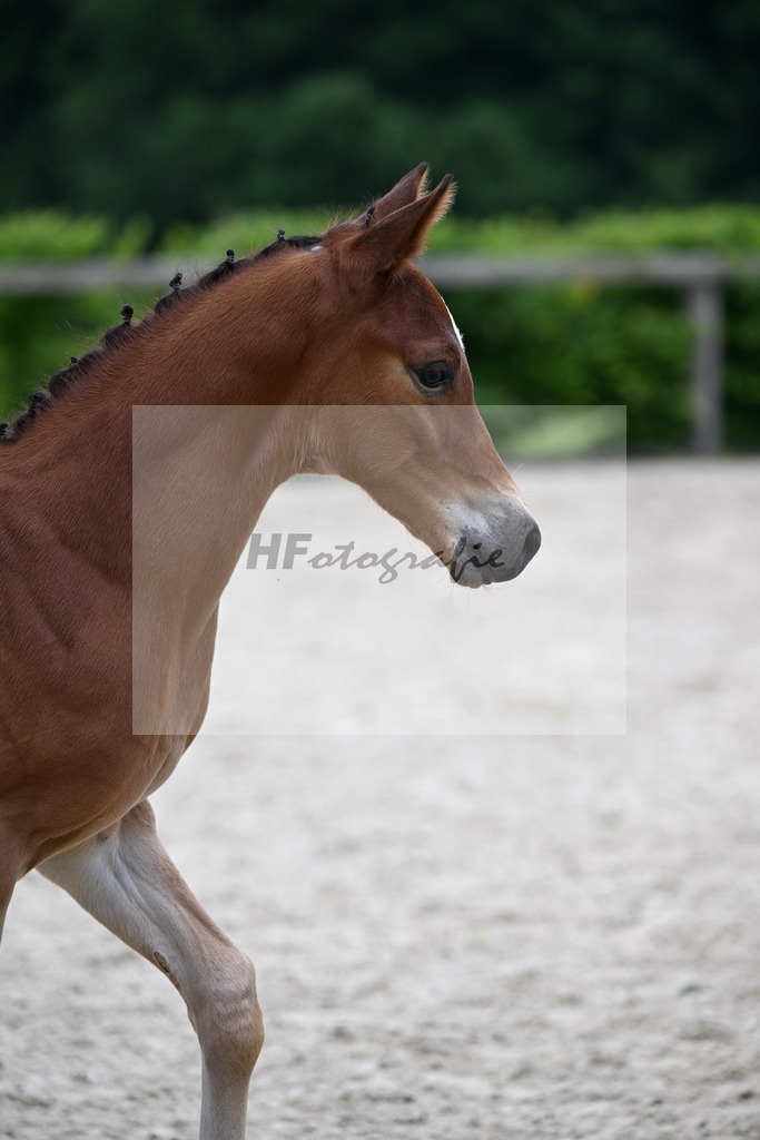 Kat-Nr. 21 Kartals Emerald x Hickstead White_HF_Eder_14250649 | hf-fotografie - Realizzato con Pictrs.com