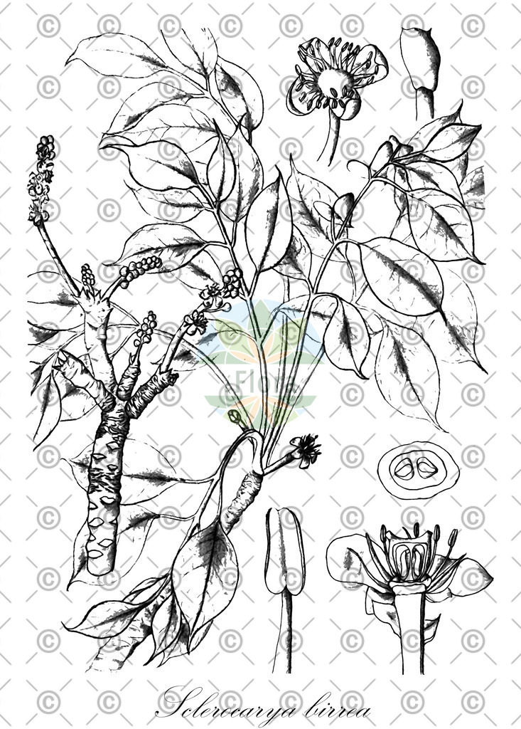 HistAbb_wfo-0001295350_1_ENZY_Simple | Historische Abbildung von Sclerocarya birrea - Anacardiaceae | Historical Illustration of Sclerocarya birrea - Anacardiaceae