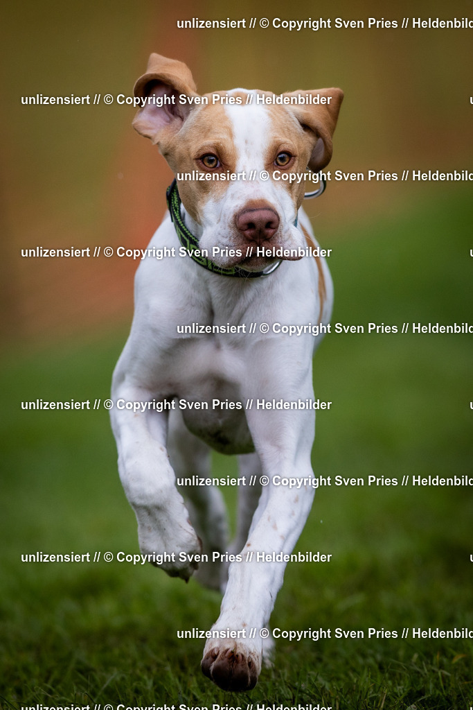 Sven Pries | 2024-04-21 - Hunderennen Baden-Oos
Foto: Sven Pries - Realisiert mit Pictrs.com