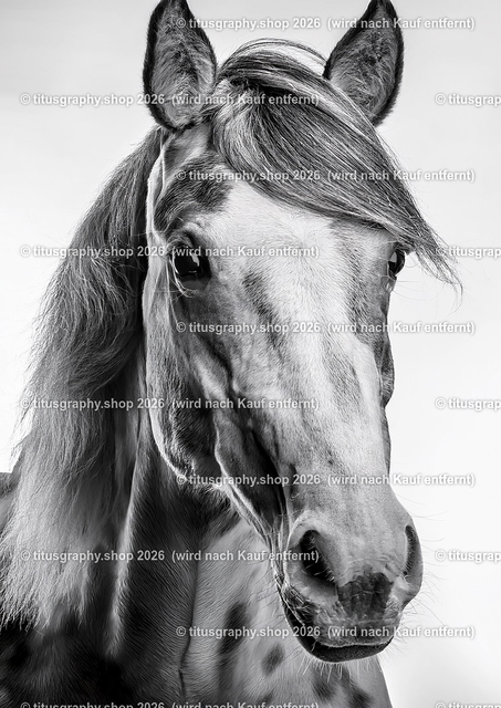 Pferd 034 | titusgraphy-shop: Geschenkideen mit Qualitätsfotos. titusgraphy-shop: gift ideas with quality photos. titusgraphy-shop: idées cadeaux avec photos de qualité.  - Realisiert mit Pictrs.com
