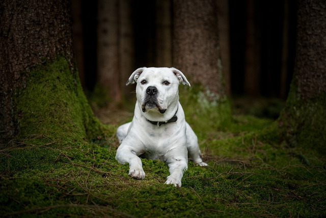 DSC_2538-Bearbeitet | Augenblicke kommen und gehen, Erinnerungen bleiben. Als Tierfotografin schaffe ich liebevolle Erinnerungen an unsere tierischen Familienmitglieder, ohne Stress und Druck.
Buchbar für den Raum München und Landkreis Dachau  - Realisiert mit Pictrs.com