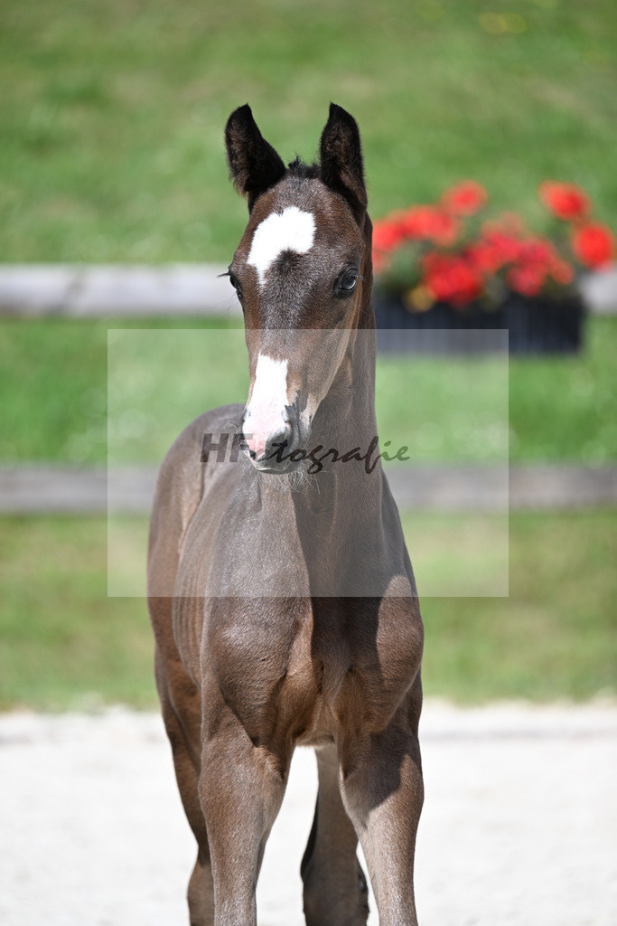 Kat-Nr. 6 Esperanto x Finnigan_HF_Waldner_15250172 | hf-fotografie - Realizzato con Pictrs.com