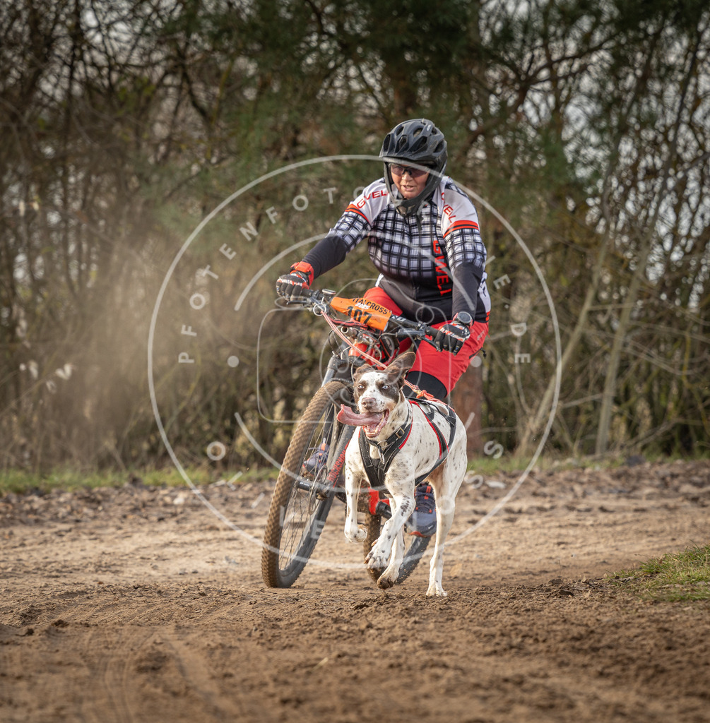 Pfotenfotografie_DV3A8869 | Hundefotografie, Tierfotograf, Pfotenfotografie, Fotoshooting Hund, Hunde Portrait, Hundesport, Hundeportraits, Heideshooting, Hunde, Sportfotograf, Hundefotograf, Turnierhundsport, THS,  - Realisiert mit Pictrs.com