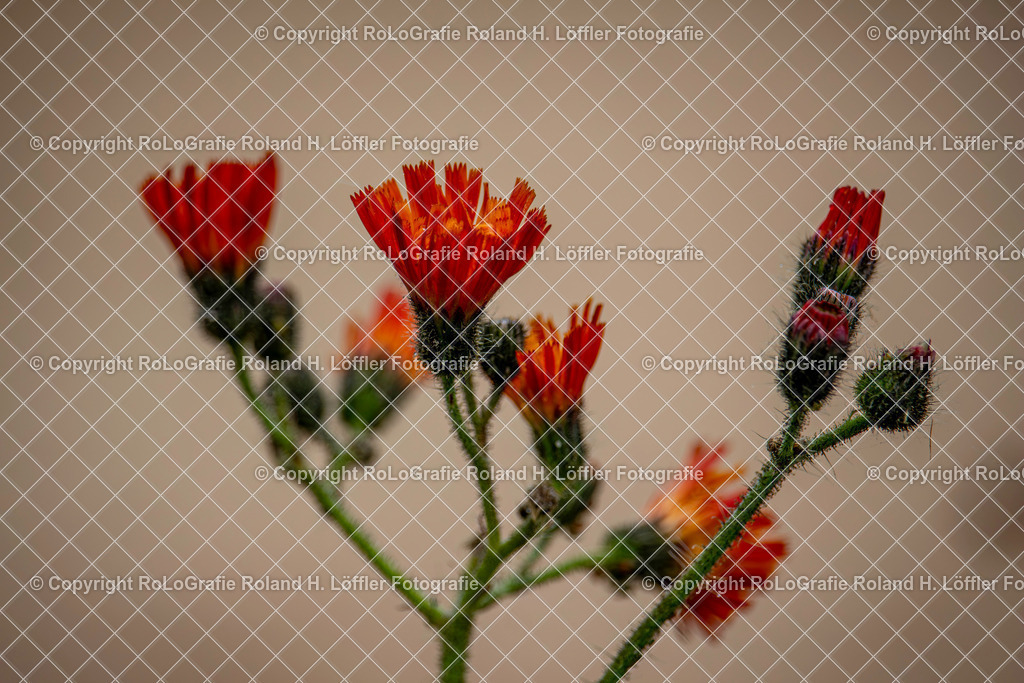 Orangerotes Habichtskraut. Lateinisch Pilosella aurantiaca (L.) F.W.Schultz _ Sch.Bip. __Aus der Familie der Asteraceae | Orangerotes Habichtskraut. Lateinisch Pilosella aurantiaca (L.) F.W.Schultz Sch.Bip. Aus der Familie der Asteraceae - Realisiert mit Pictrs.com