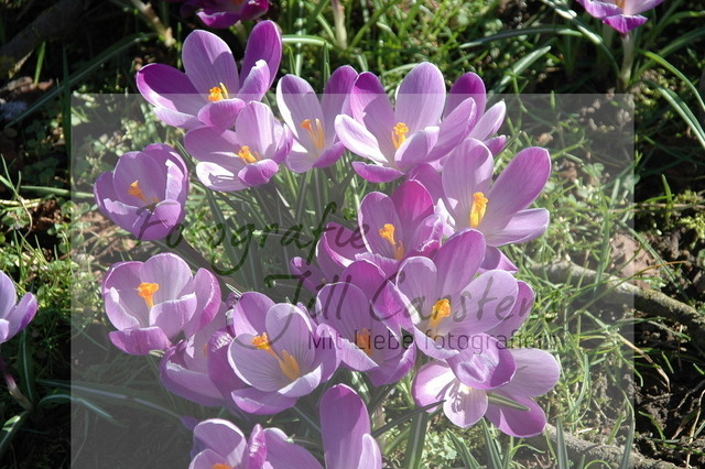 DSC_0150 | fotografie-jill-carstens