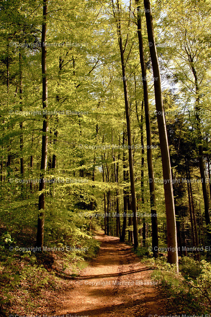 Frühlings-Laubwald in Morgensonne WB-005 | Wald, Ruhe, Erholung, Abschalten, relaxen, Augenoasen, Kraft tanken, Waldbaden, Stress reduzieren, Bäume, Kirschblüten, Frühlingswald, Sonne im Wald, Licht im Wald, Herbstwald, Waldwege, Gebirgswald, Wasser im Wald, Felsen im Wald, - Realisiert mit Pictrs.com