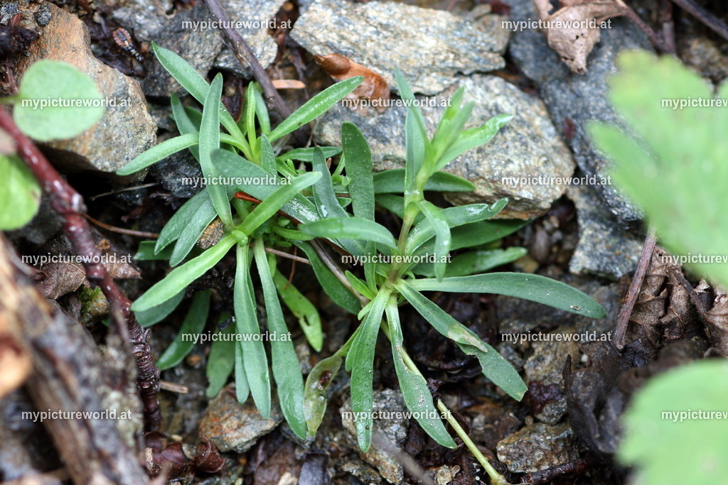 Felsen-Leimkraut-002 | Das Bilderarchiv über Tiere, Planzen und Landschaften. In der Bilddatenbank finden Sie ein große Auswahl an hochwertigen Bilder für Ihre Werbung - Realisiert mit Pictrs.com