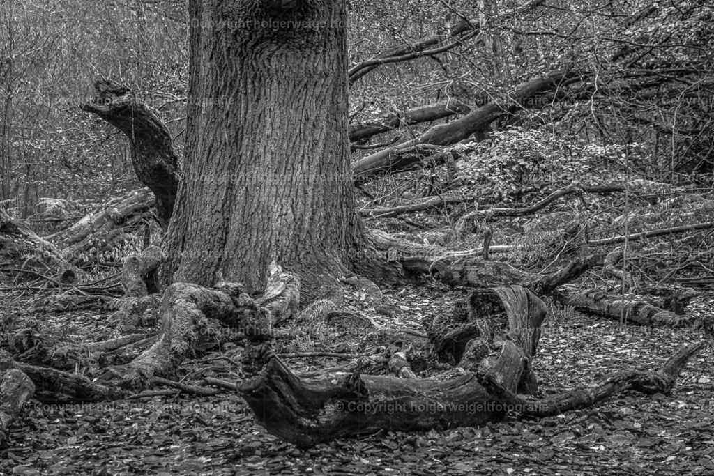 Bruch | Kaufen sie online außergewöhnliche Fotografien auf Leinwand Acrylglas Fotoprint Aludibond von holgerweigeltfotografie - Realisiert mit Pictrs.com