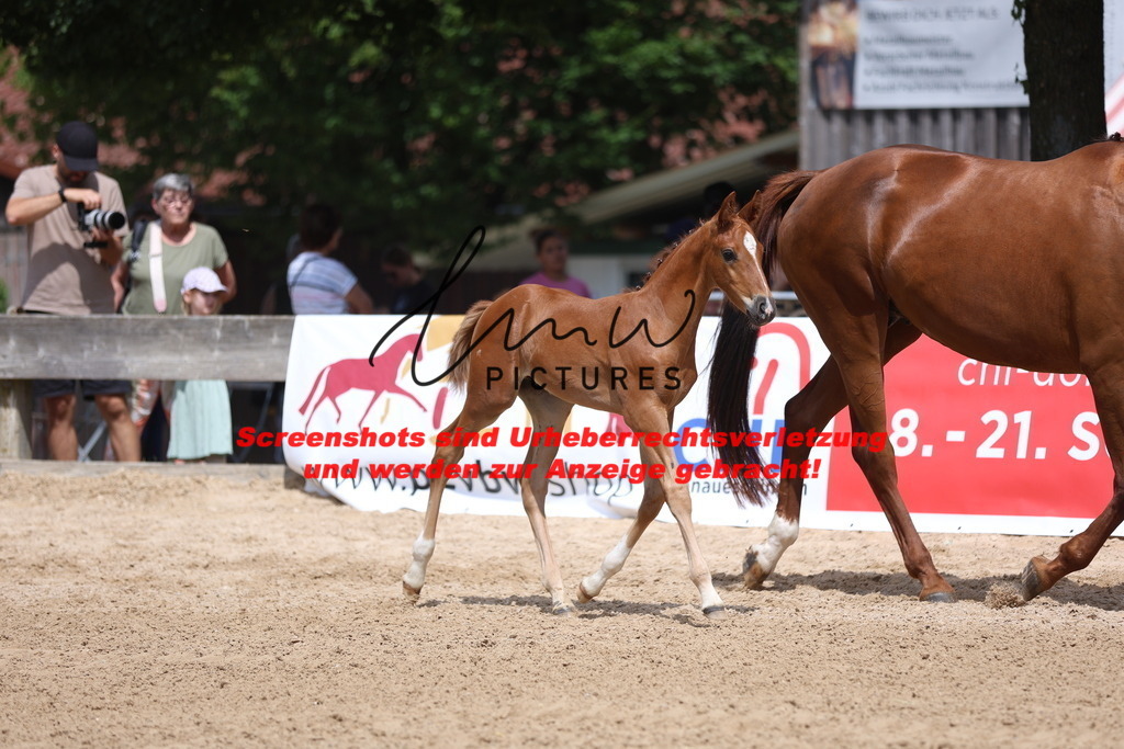 Fohlenschau_Schwäbisch_Hall_dressurbetonte_Fohlen_KN 18_1 | lmwpictures - Realisiert mit Pictrs.com