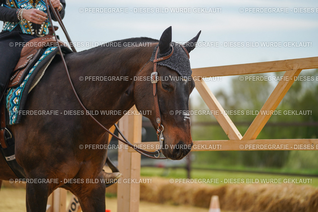 DSC03151 | Pferdegrafie