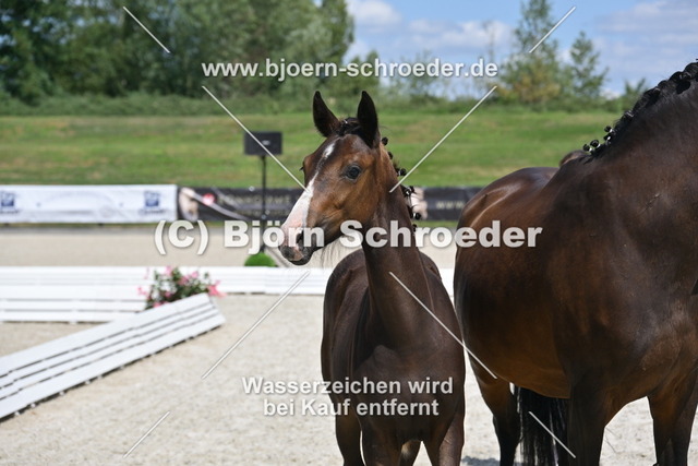 24_Fianc_ - Sarkozy_935_4190 | Björn Schroeder Pferdefotografie