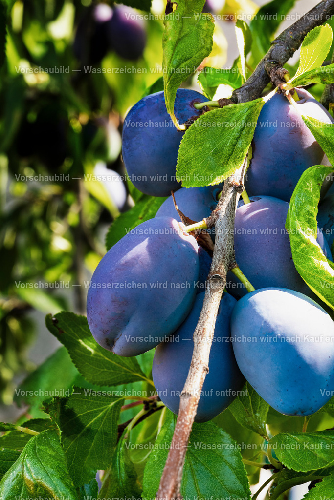 Ein Ast vollbesetzt mit saftigen, rntereifen Pflaumen | Ein Ast vollbesetzt mit saftigen, rntereifen Pflaumen und grünen Blättern. - Realisiert mit Pictrs.com