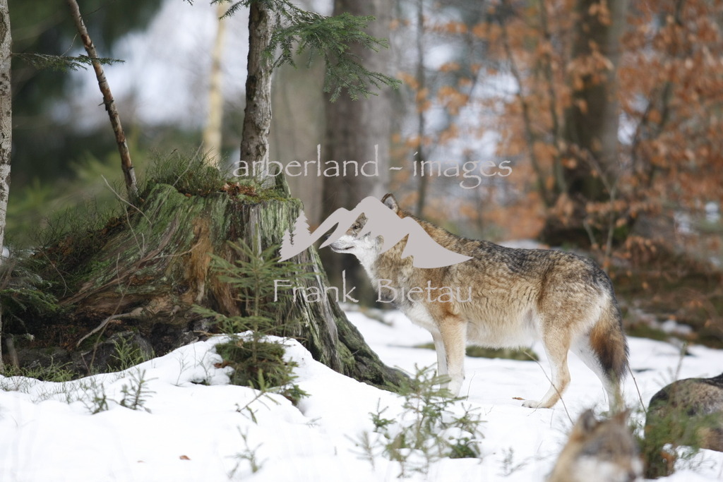 _93T1906 | Wölfe im Nationalpark Bayerischer Wald