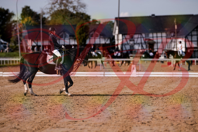 2026_10_03_Siefer-Hof_121535_Z81_17213862 | Professionelle Reitsport-, Turnier- und Eventfotografie von Robert Broda. Galerien mit ausgewählten und bearbeiteten Bildern direkt online ansehen und bestellen.