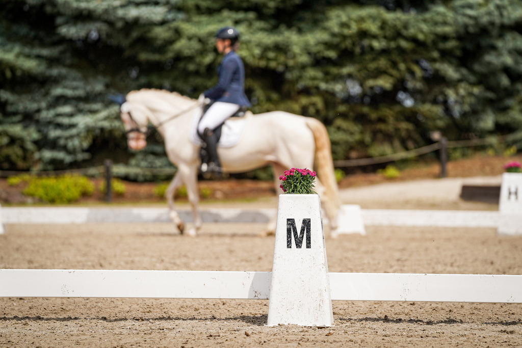 DSC04079 | Pferdegrafie